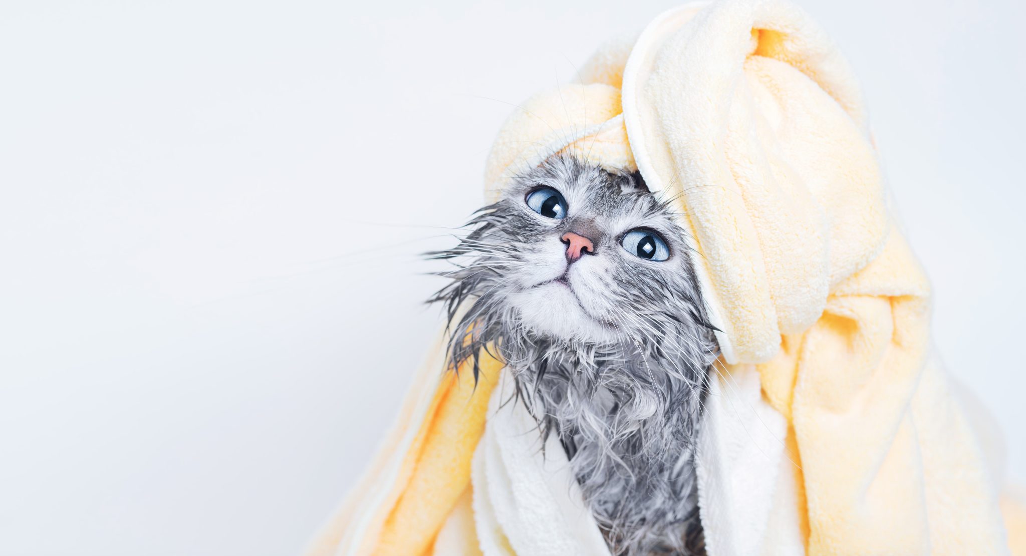 Grooming Services and Prices The Cat's Pajamas